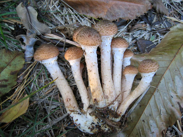 Il Genere Armillaria